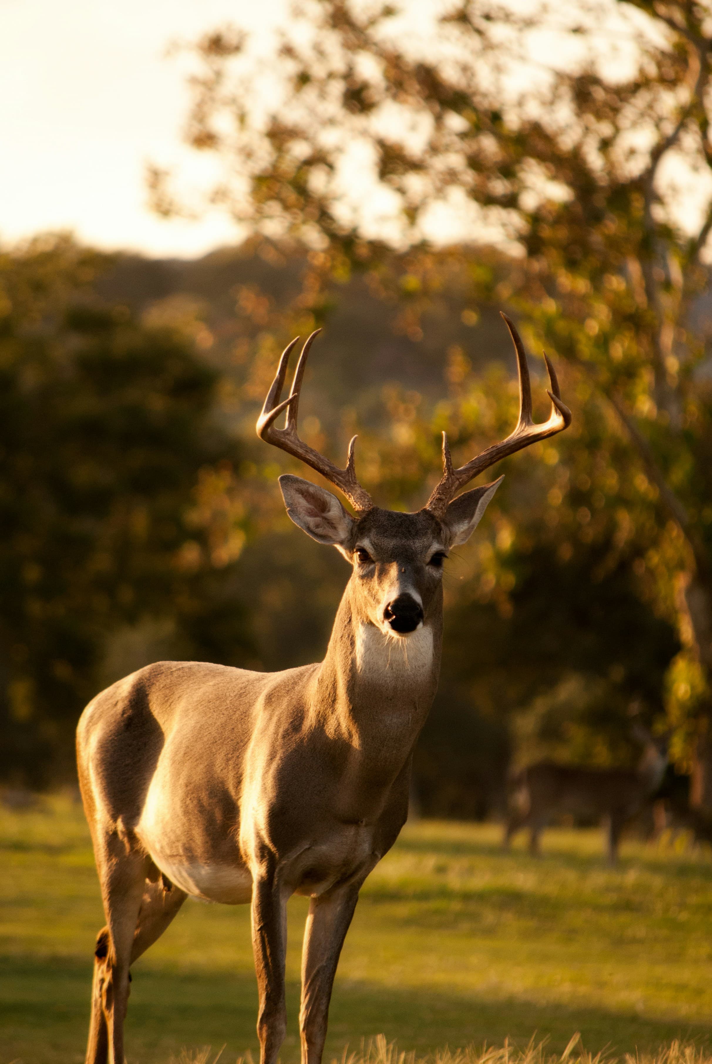 Hunt Away